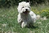 WESTIE 260